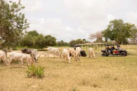 Au Coeur du Saloum
