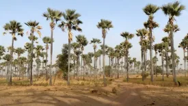 Un jour dans le Saloum